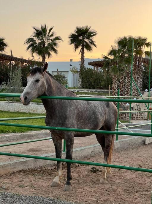 别墅 L0st Marrakech